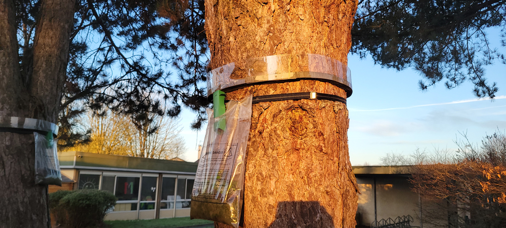 2026 piege chenilles web